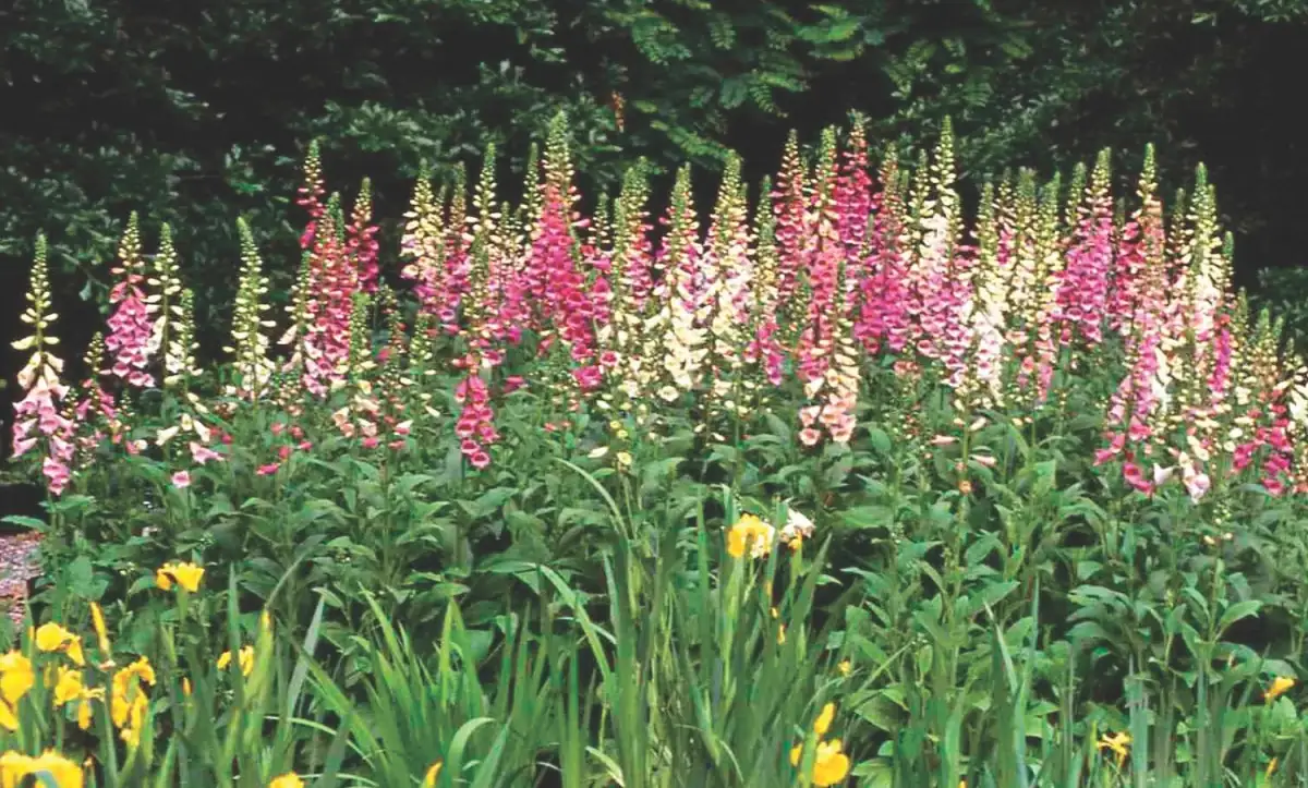 foxglove garden border