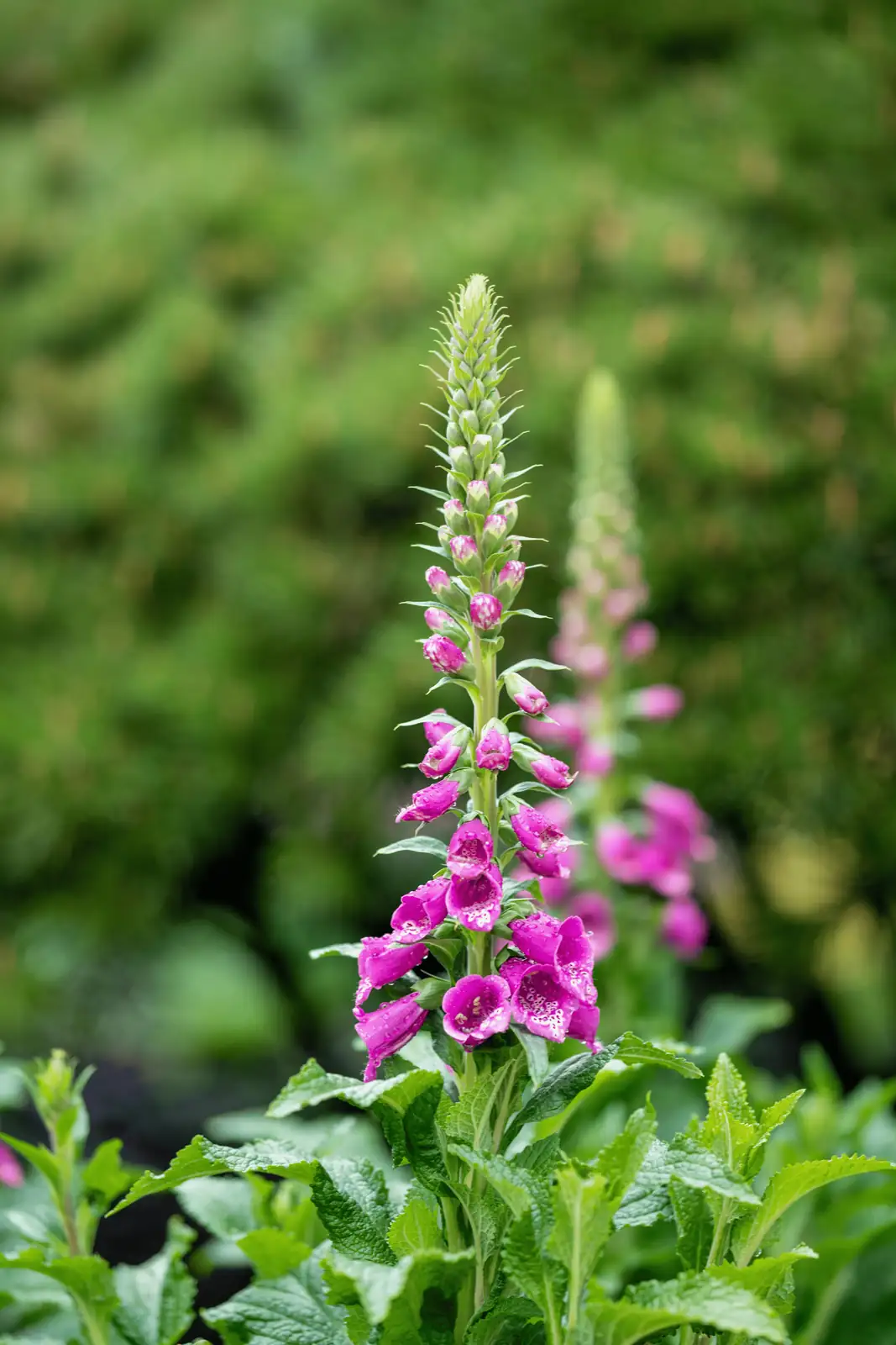 foxglove seedling in garden