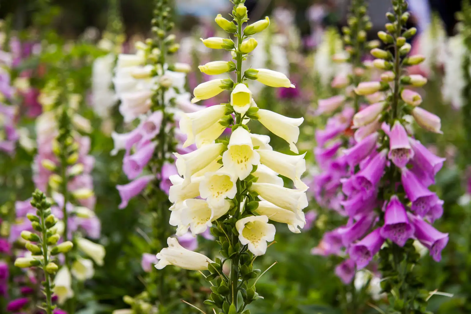 pruning foxglove flowers