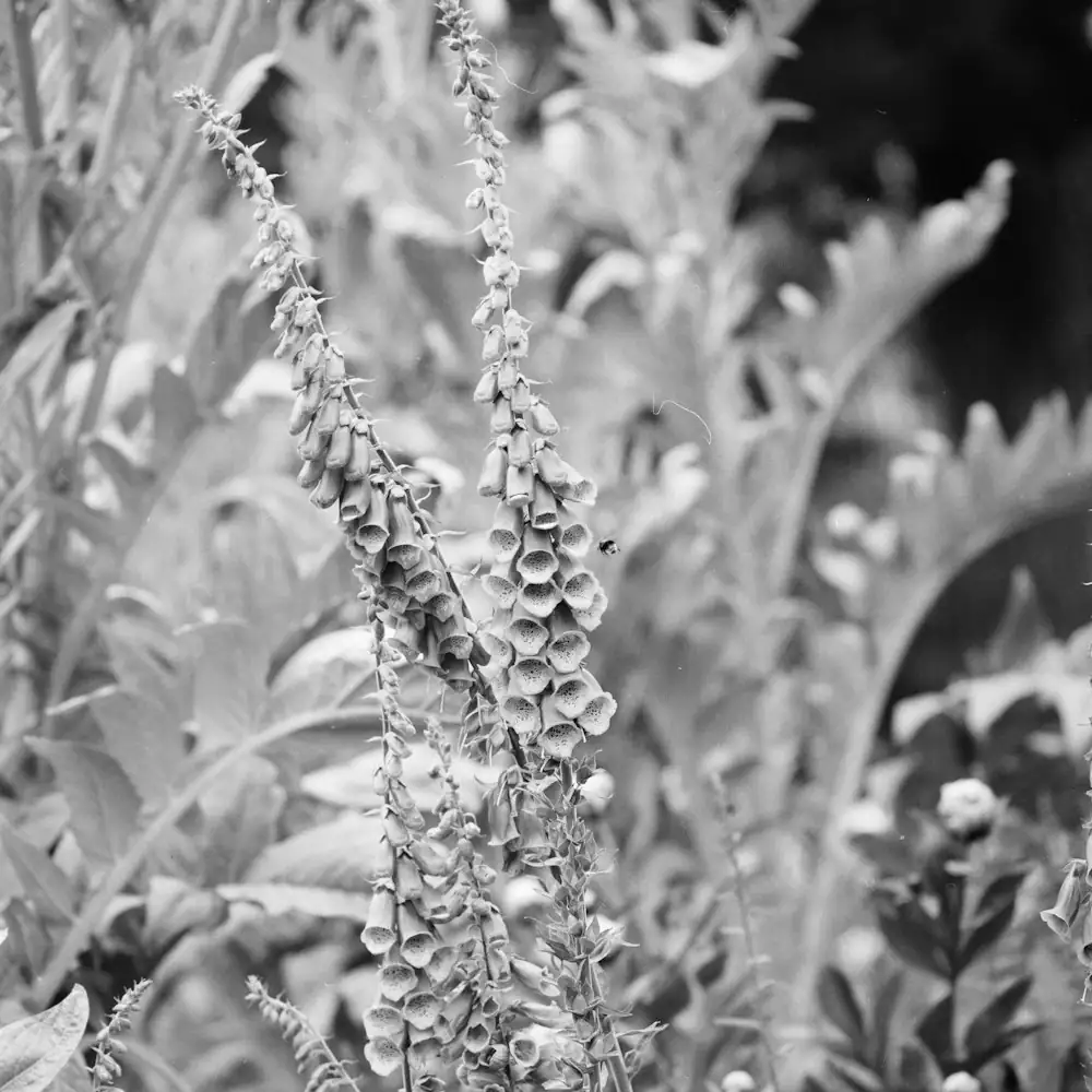 foxglove and cornflower contrast