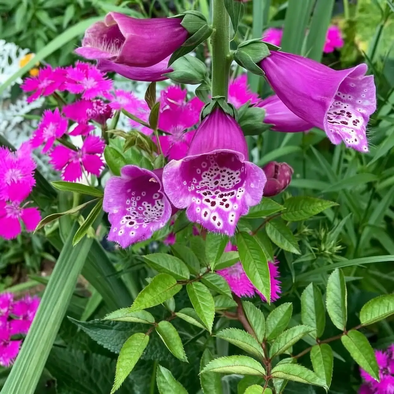 foxglove and dianthus garden