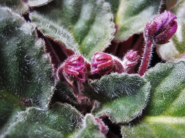 african violet leaf spot disease