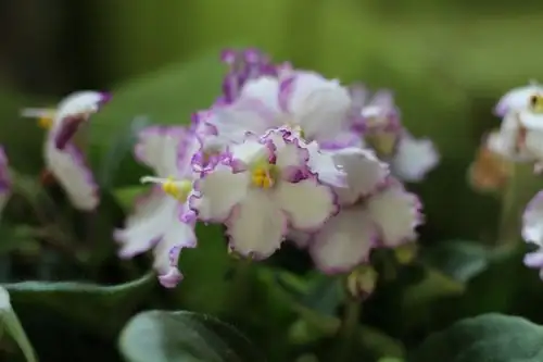 thrips on african violet petal