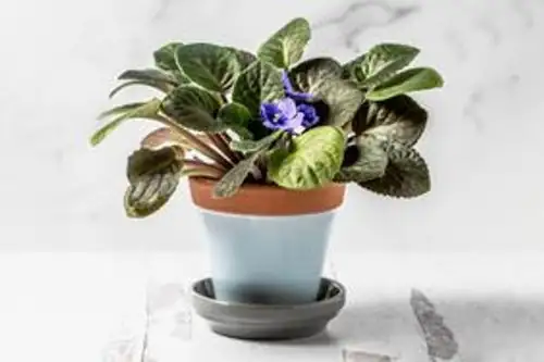 african violet indoor care setup