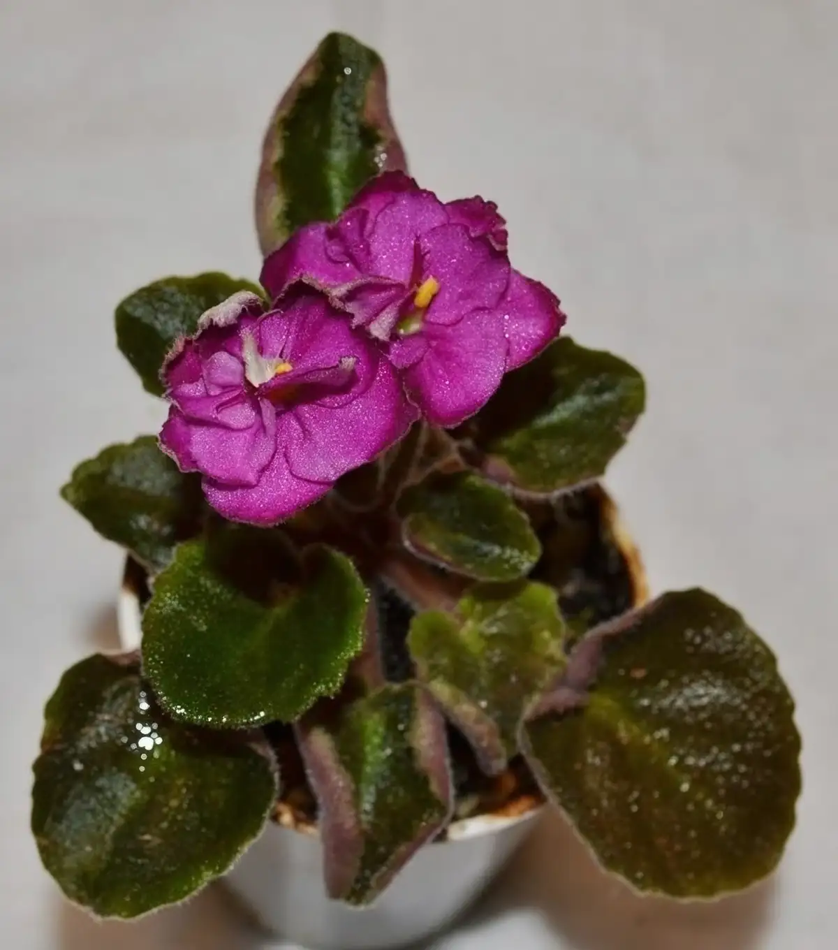 variety of african violet flowers