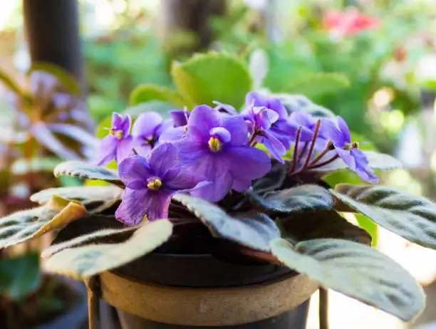 healthy African violet leaf