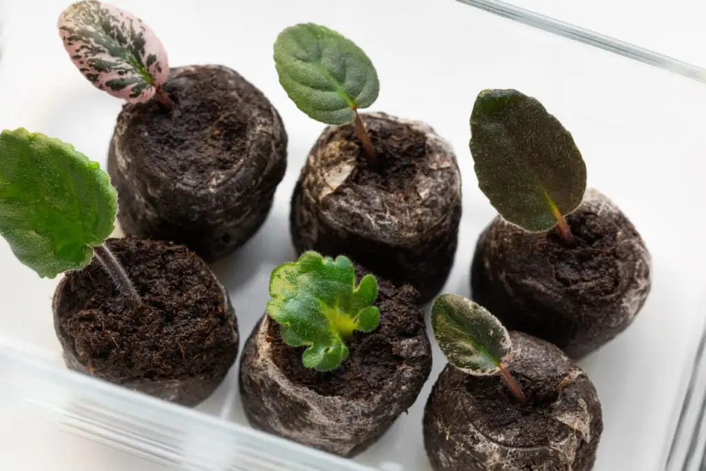 African violet leaf in soil