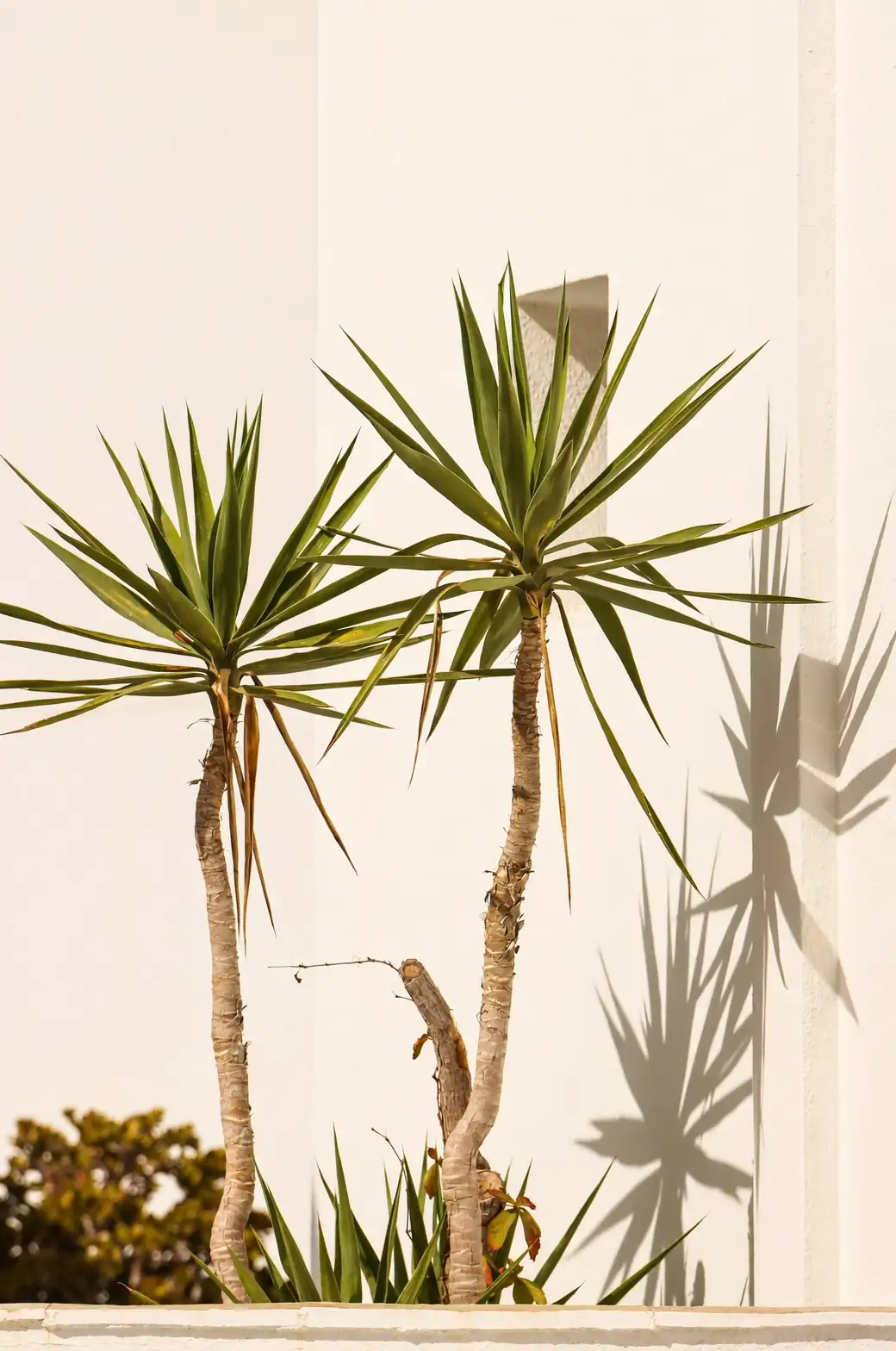 yucca indoor sunny window