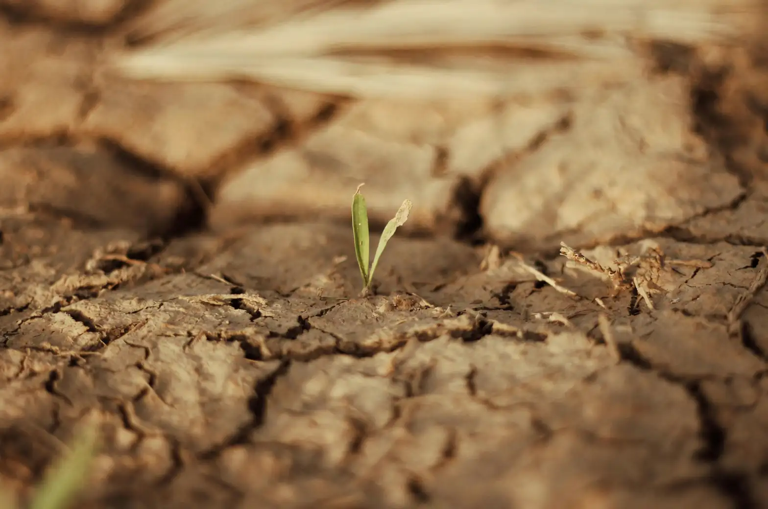 yucca watering soil dry