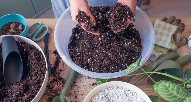yucca soil preparation potting