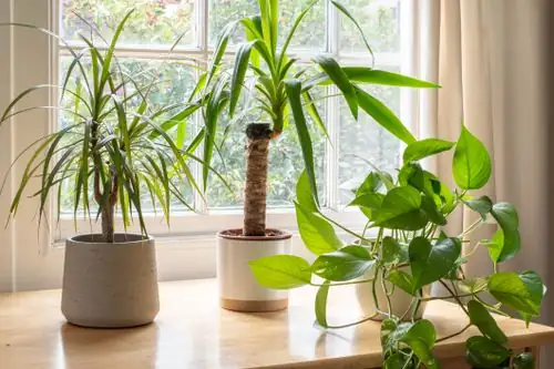 yucca plant sunny windowsill