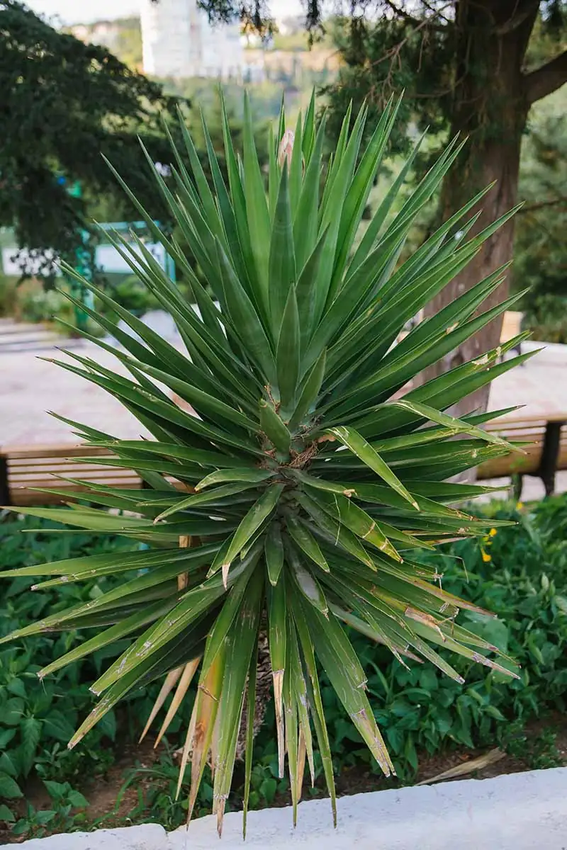 yucca plant close-up leaves