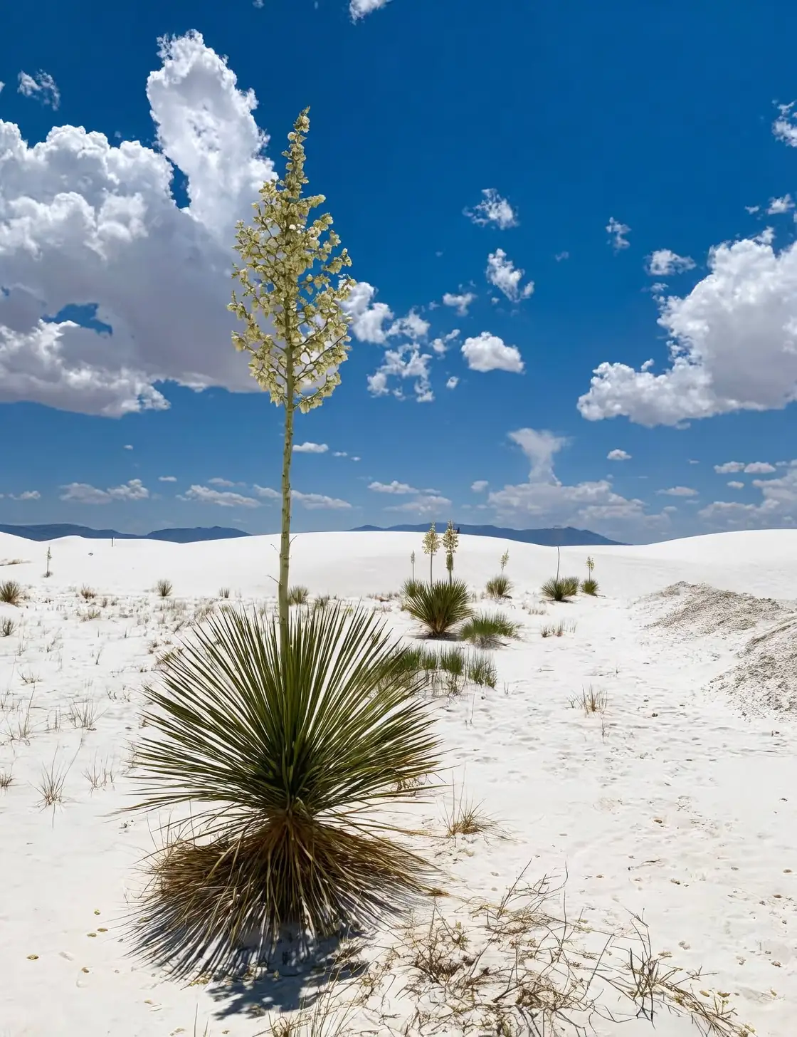 yucca plant in arid environment