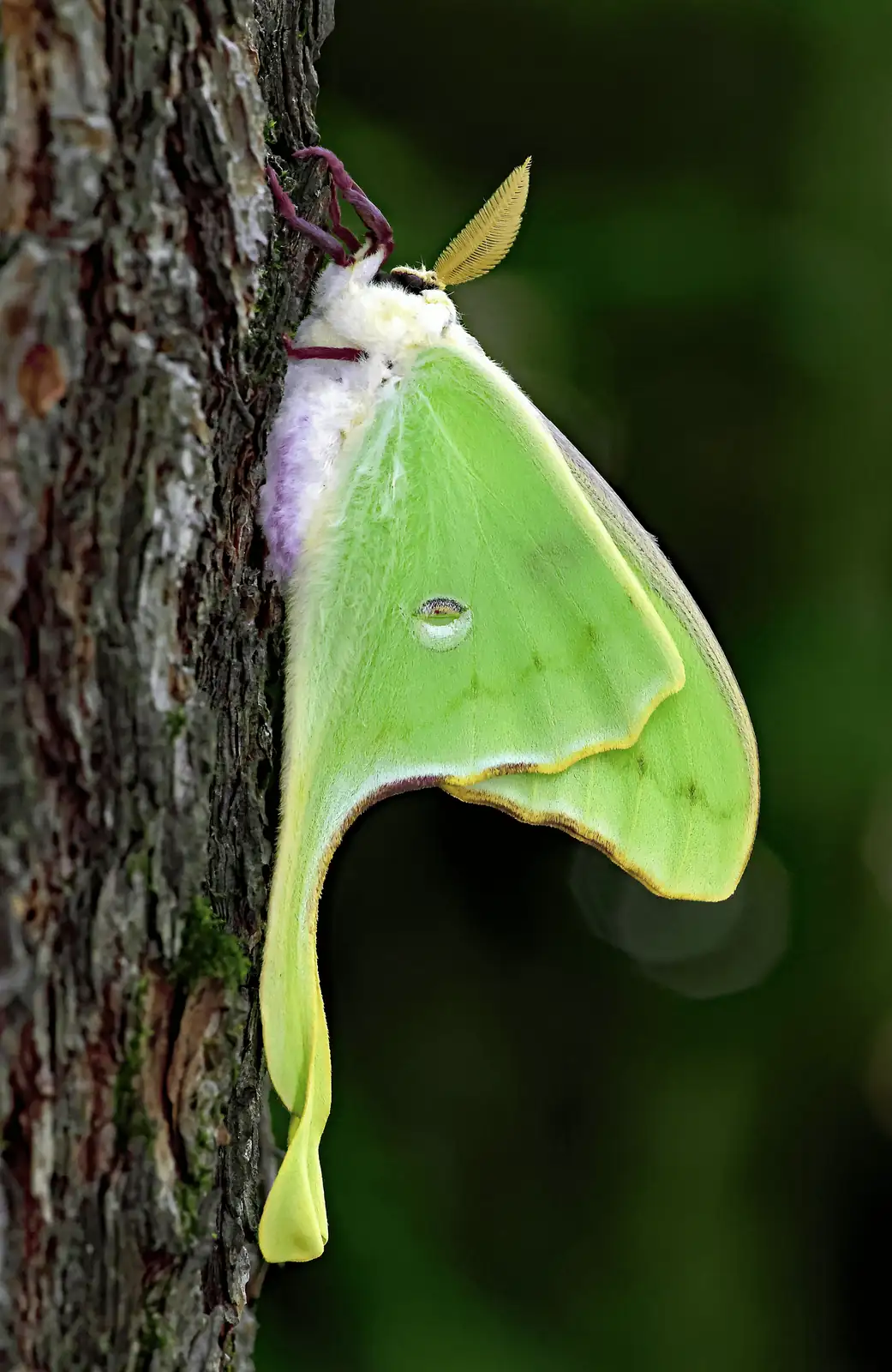 yucca moth pollination process