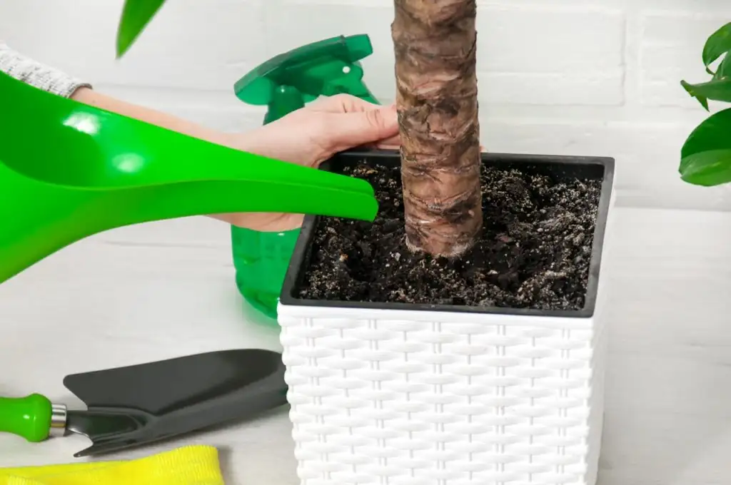 watering yucca plant indoor