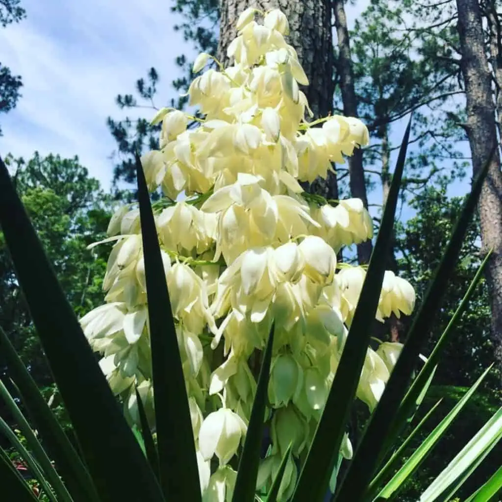 yucca white bell flowers close-up