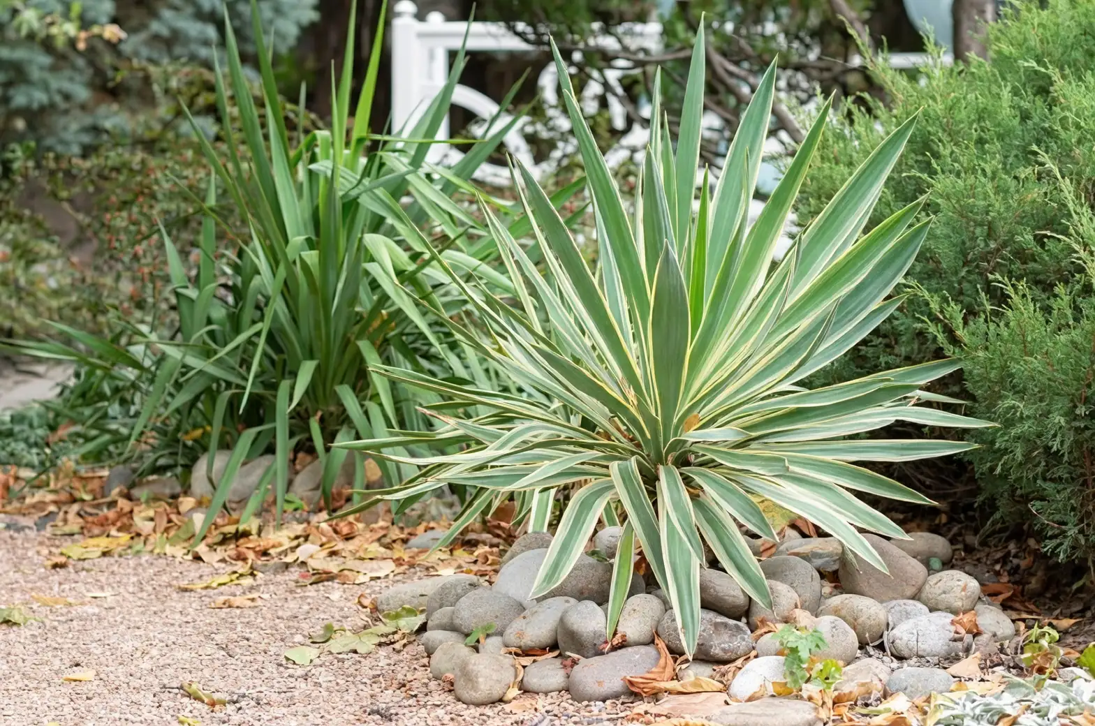yucca in urban landscape