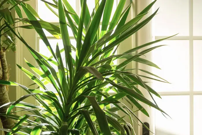 indoor yucca plant sunlight