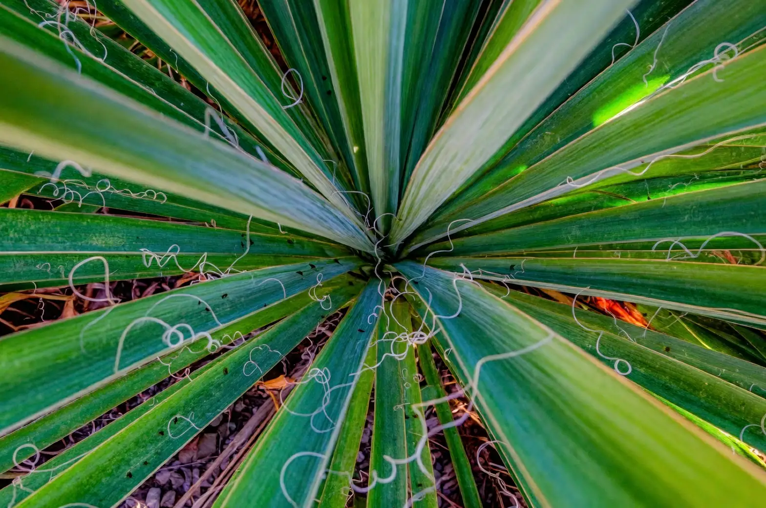yucca filamentosa leaves close-up