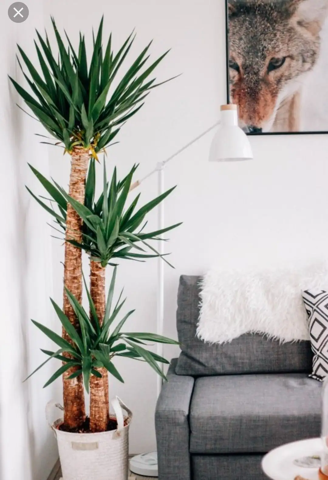 yucca filamentosa living room corner