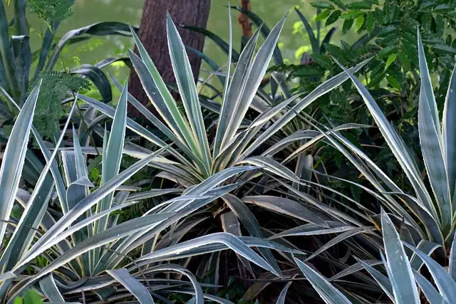 yucca plant division process