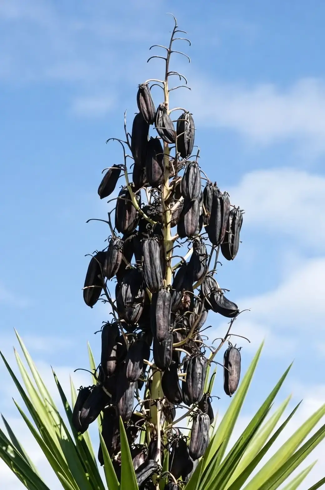 yucca cutting propagation