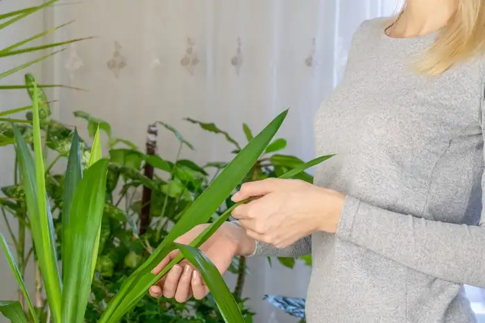 yucca plant care indoor