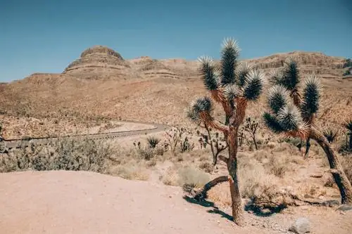 yucca plant in arid landscape