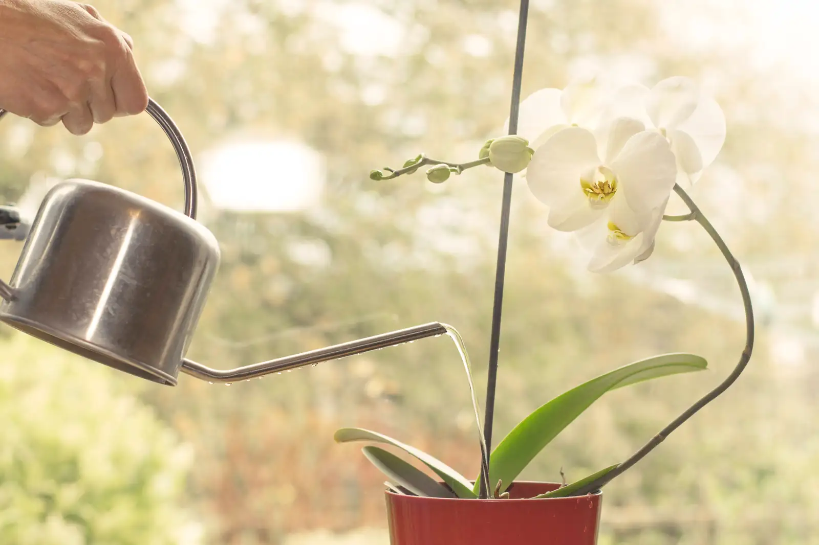 orchid watering technique