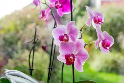 blooming orchid indoor display