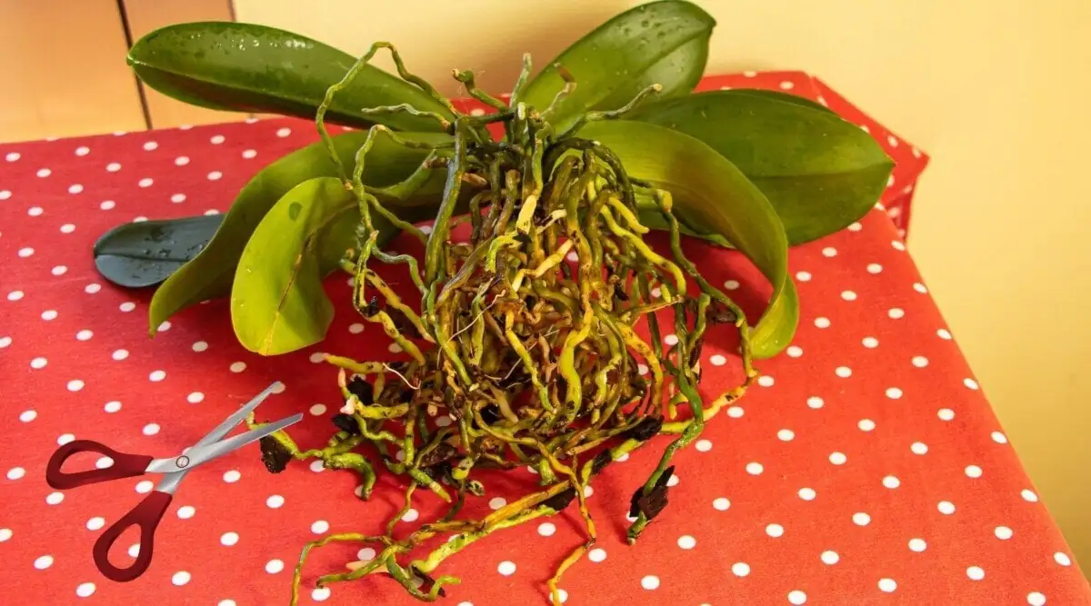 orchid root rot example