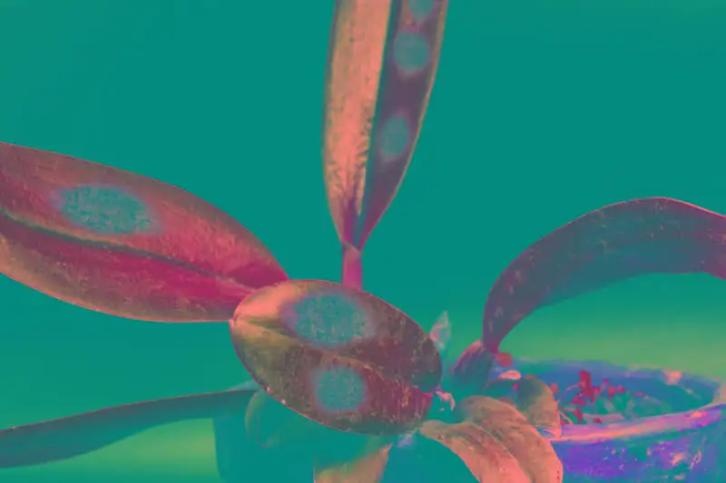 orchid anthracnose leaf spots