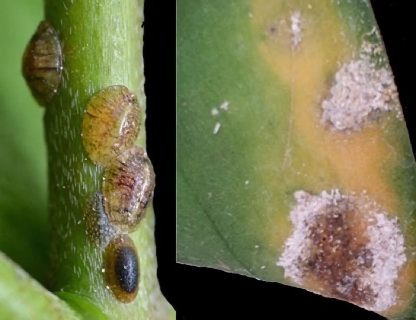 orchid scale insect infestation