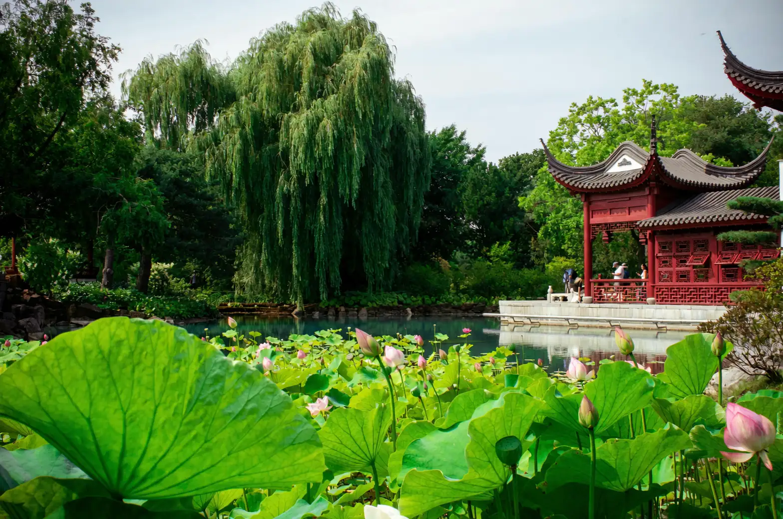 orchid in traditional Chinese garden