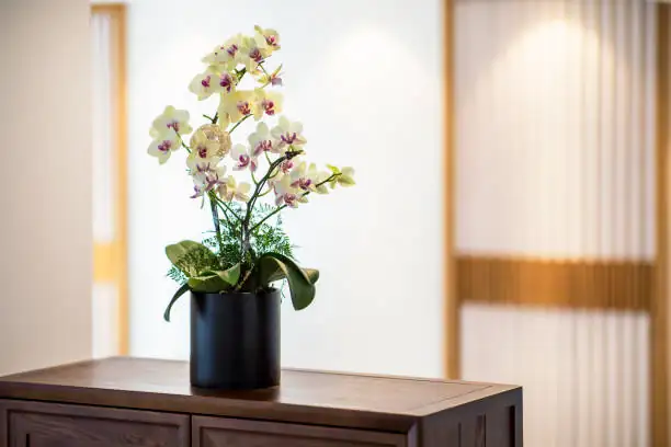orchid indoor care setup