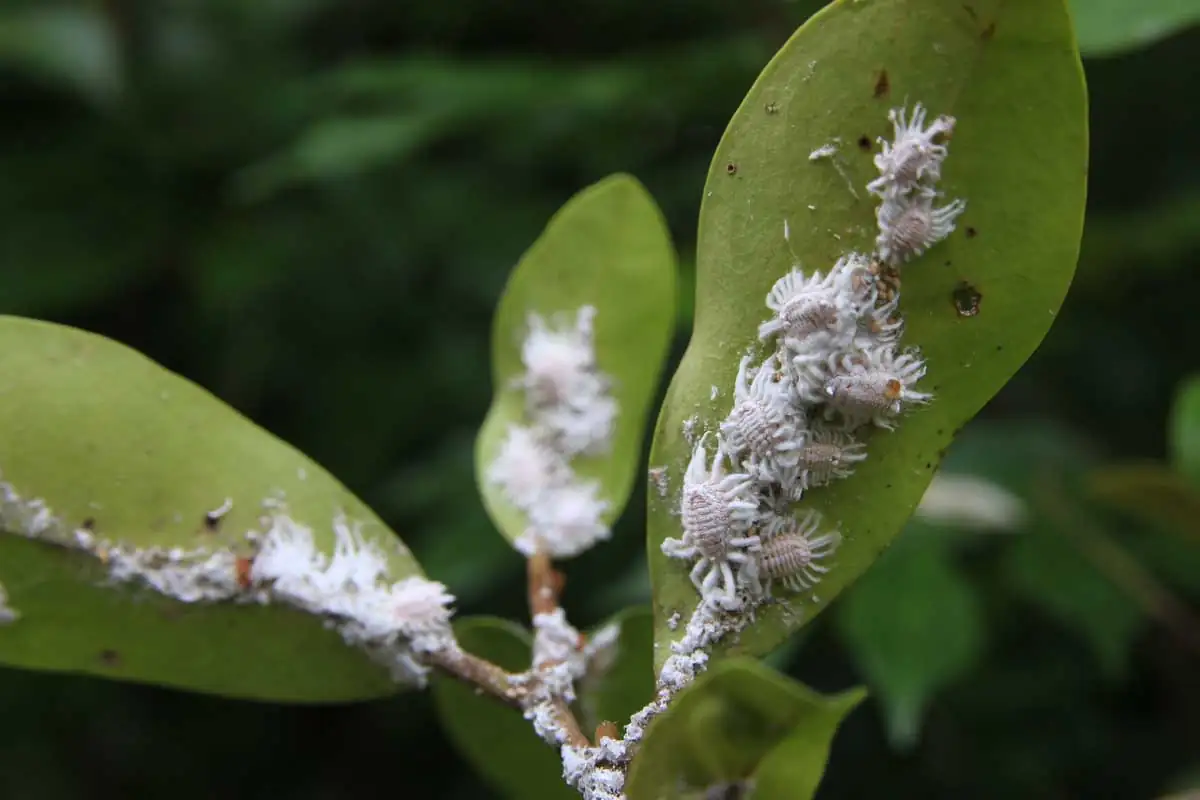 mealybugs on plant leaves