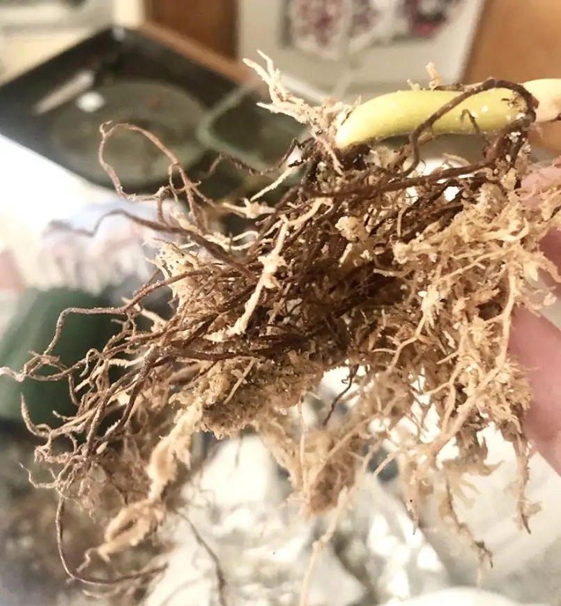 root rot in houseplants