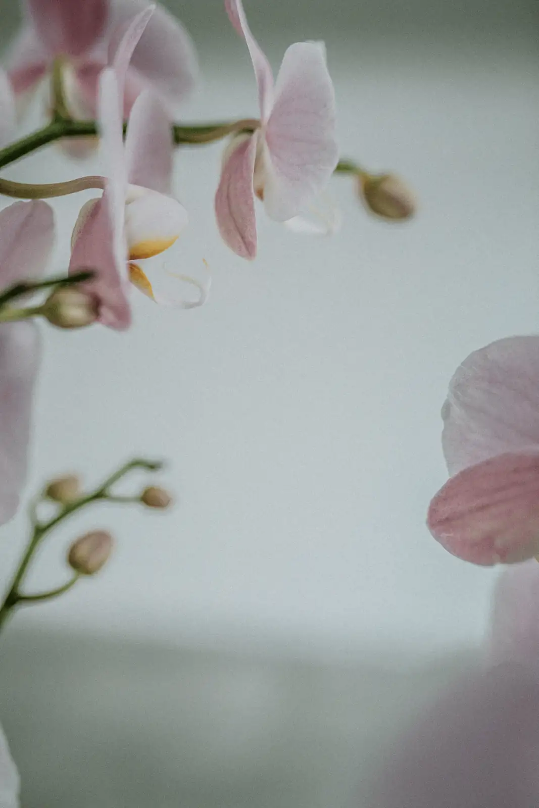 兰花趣闻：为何兰花种子需要真菌才能萌发？
