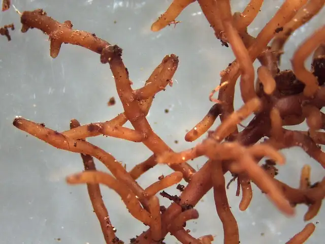 orchid mycorrhizal fungi interaction
