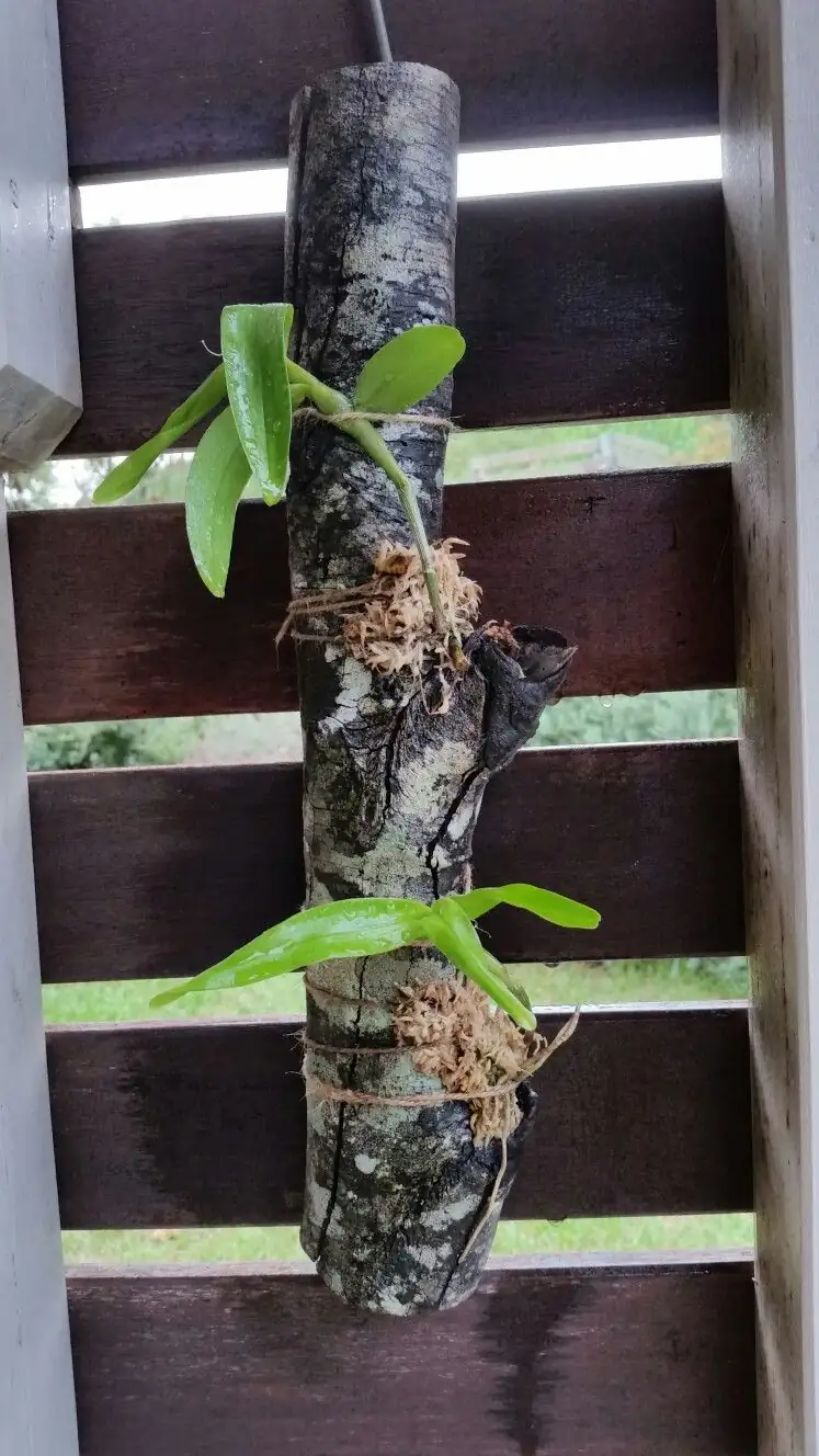 orchid mounted on wood