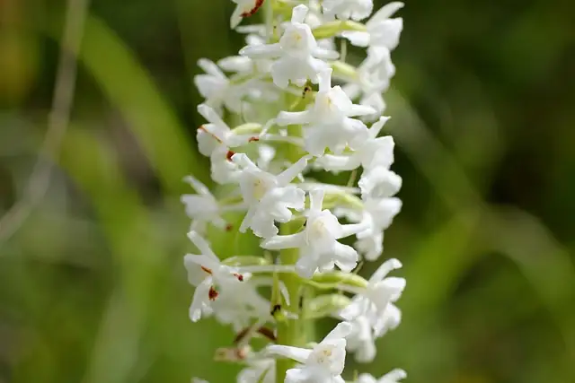 orchid root division process