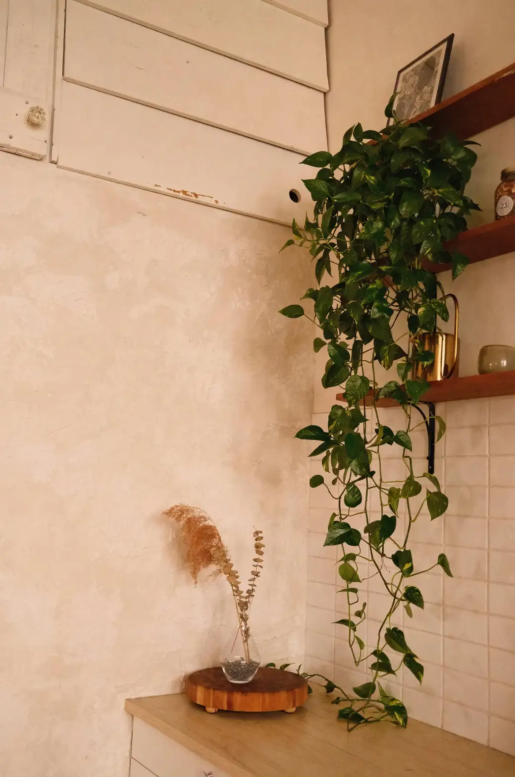 Ceropegia woodii cascading from pot
