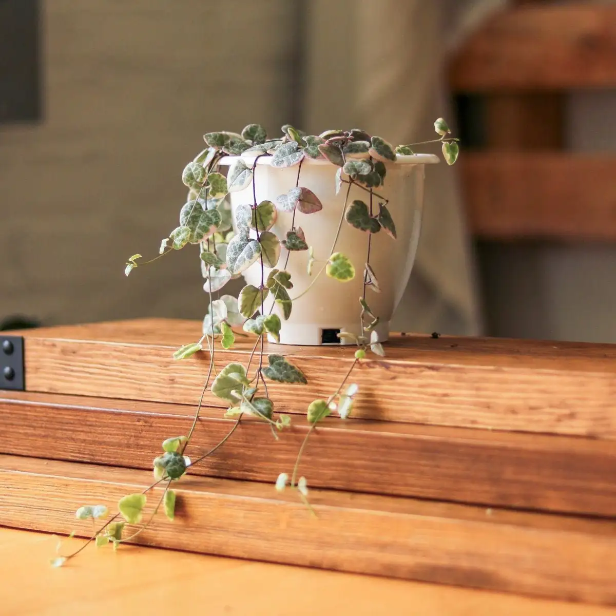 Ceropegia woodii in romantic home setting
