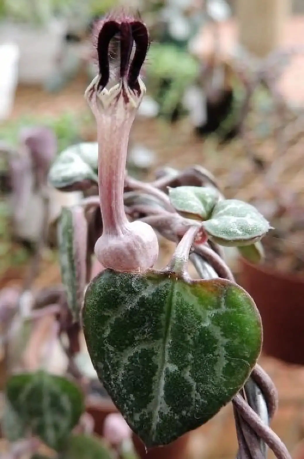 Ceropegia woodii flower close-up