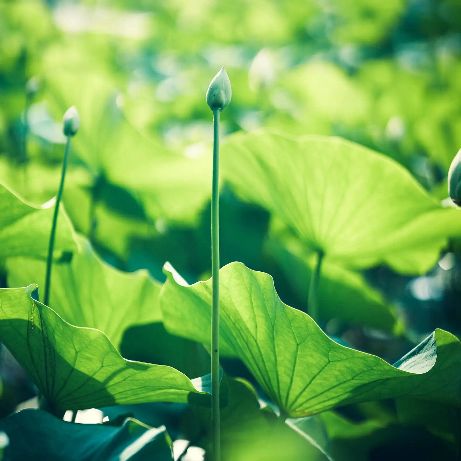 pruning lotus leaves
