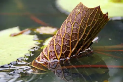 lotus leaf with insect damage