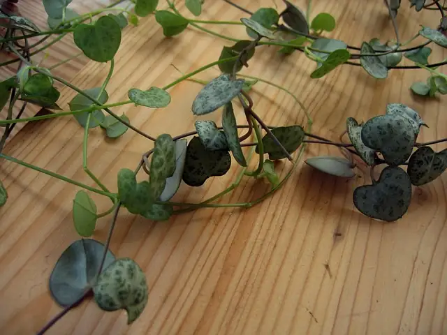 Ceropegia woodii propagation cutting