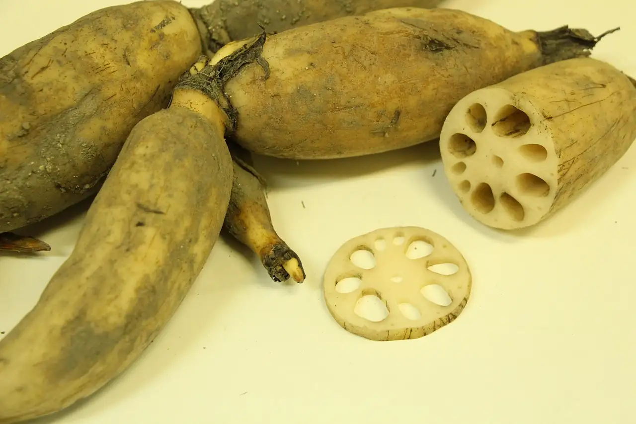 lotus root and seeds culinary use