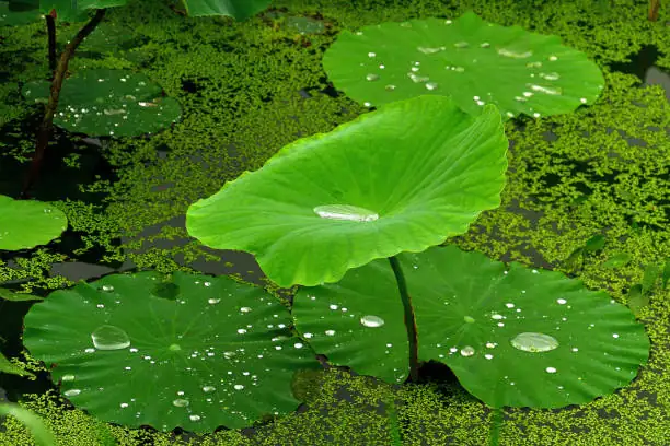 lotus leaf water droplets close-up