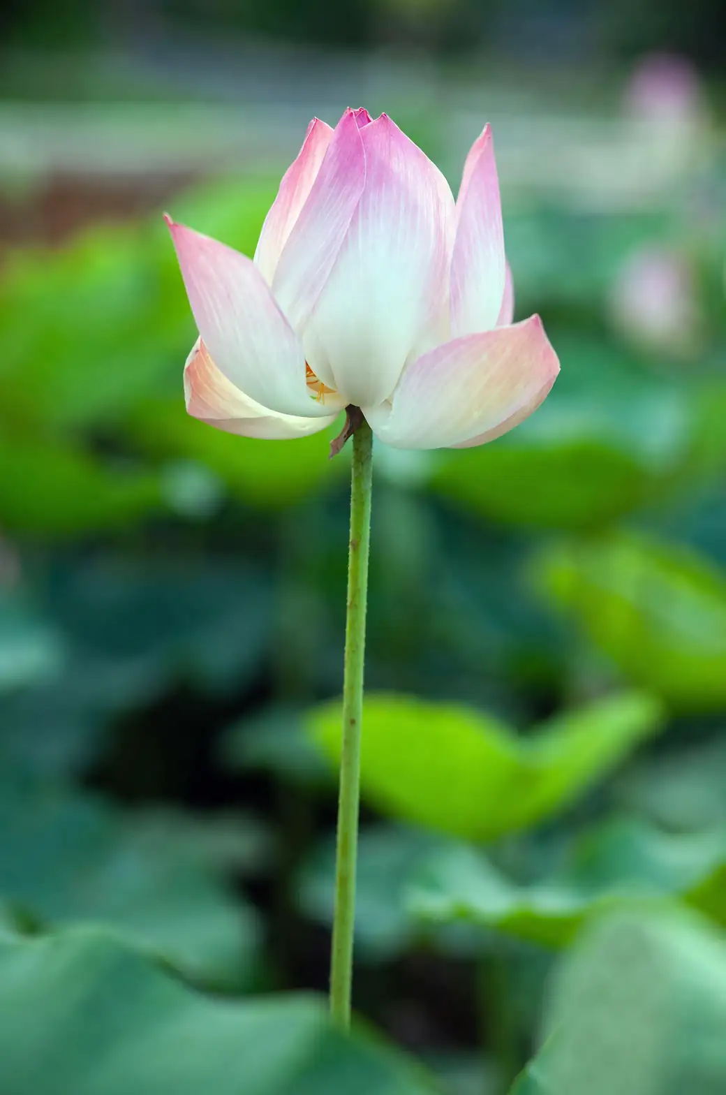 lotus flower close-up